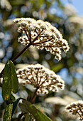 Viburnum rhytidophyllum