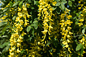 Laburnum watereri 'Vossii'