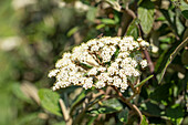 Viburnum rhytidophyllum