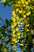 Laburnum watereri 'Vossii'