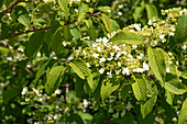 Viburnum plicatum 'Mariesii