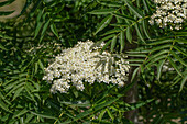 Sorbus 'Dodong'