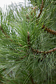 Pinus 