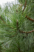 Pinus