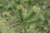 Pinus