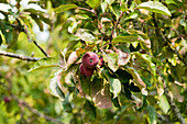 Malus domestica