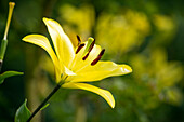 Lilium