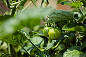 Solanum lycopersicum 'Cocktail tomato