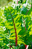 Beta vulgaris var. cicla