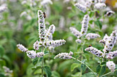 Mentha suaveolens