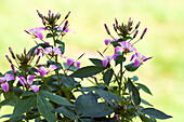 Cleome 'Señorita Rosalita'(s)