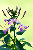 Cleome 'Señorita Rosalita'(s)