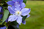 Clematis, blue