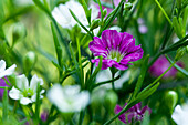 Gypsophila muralis