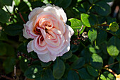 Rosa