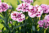 Dianthus caryophyllus