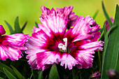 Dianthus caryophyllus