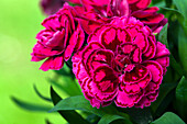 Dianthus caryophyllus, red