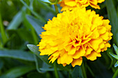 Coreopsis grandiflora, double, filled