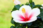 Hibiscus rosa-sinensis