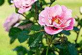 Bed rose, pink