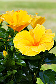 Hibiscus rosa-sinensis, yellow