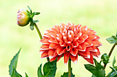 Dahlia, red