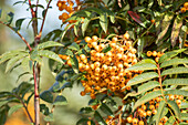 Sorbus aucuparia 'Autumn Spire'®