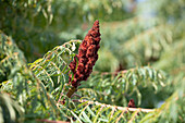 Rhus typhina Dissecta