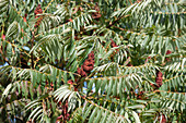 Rhus typhina 'Dissecta'