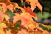 Acer saccharum