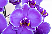 Phalaenopsis Royal Purple