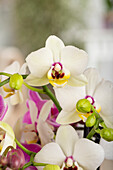 Phalaenopsis multiflora, white