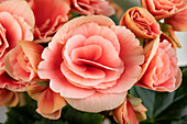 Begonia elatior