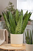 Sansevieria trifasciata 'Hahnii'