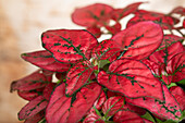 Hypoestes, red