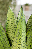 Sansevieria trifasciata 'Hahnii'