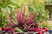 Calluna vulgaris