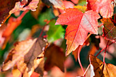 Acer rubrum 'Brandywine'