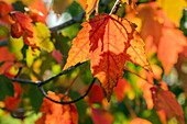 Acer rubrum 'Sun Valley