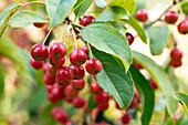 Malus 'Red Jewel'