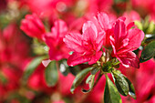 Rhododendron obtusum 'Robin'.