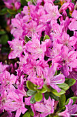 Rhododendron obtusum 'Diamond Gentian Blue'®