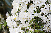 Rhododendron obtusum 'Schneesturm'
