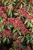 Kalmia latifolia 'Eskimo'