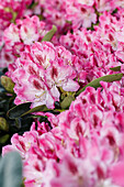 Rhododendron 'Helen Martin
