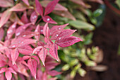 Nandina domestica 'Obsessed'