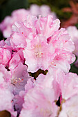 Rhododendron yakushimanum 'Blurettia'