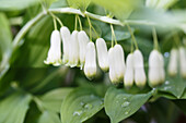 Polygonatum biflorum