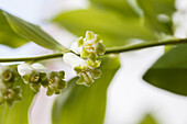 Polygonatum biflorum